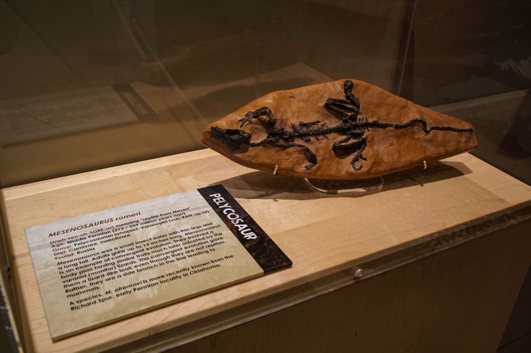 Fossil
